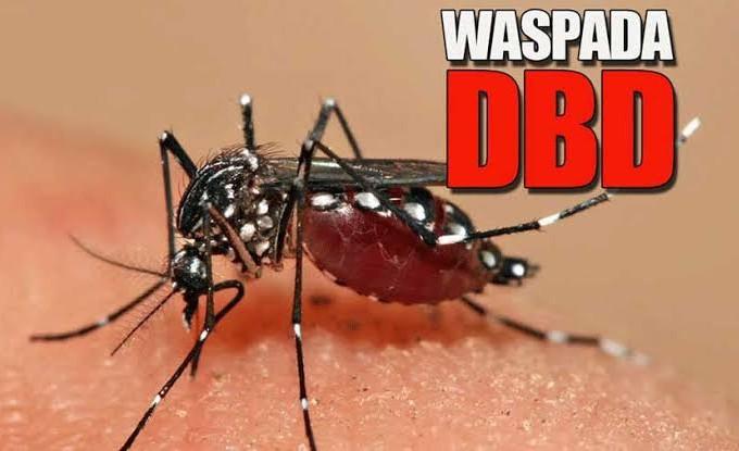 Data Kemenkes RI, Wabah DBD di Riau Capai 1.471 Kasus